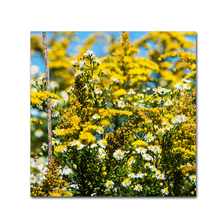 Kurt Shaffer Sunny Meadow Canvas Art 24 x 24 Image 1