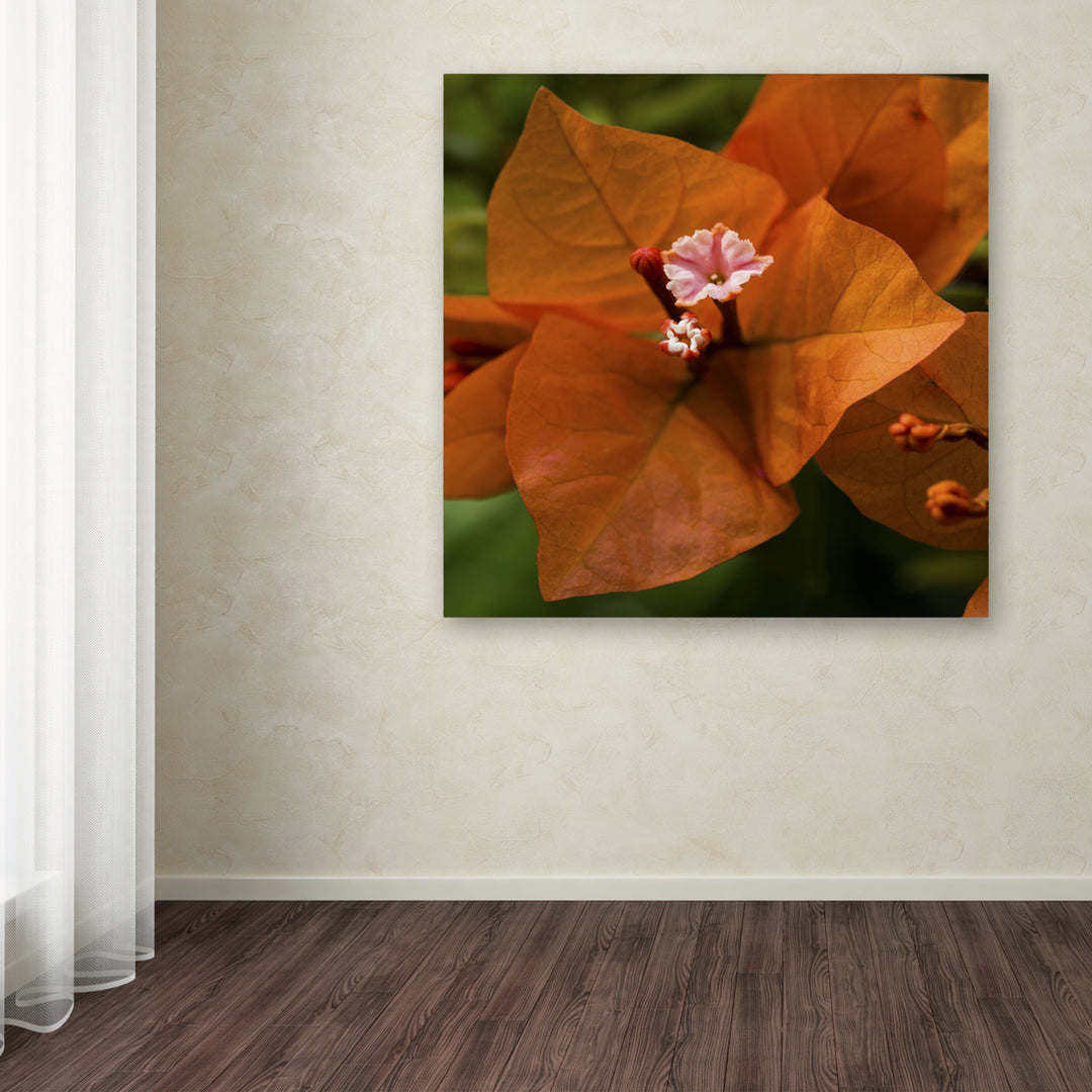 Kurt Shaffer Orange Bougainvillea Canvas Art 24 x 24 Image 3