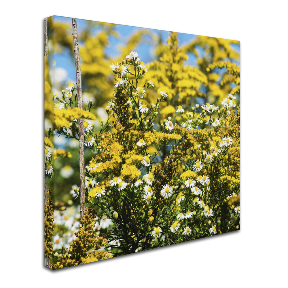 Kurt Shaffer Sunny Meadow Canvas Art 24 x 24 Image 2