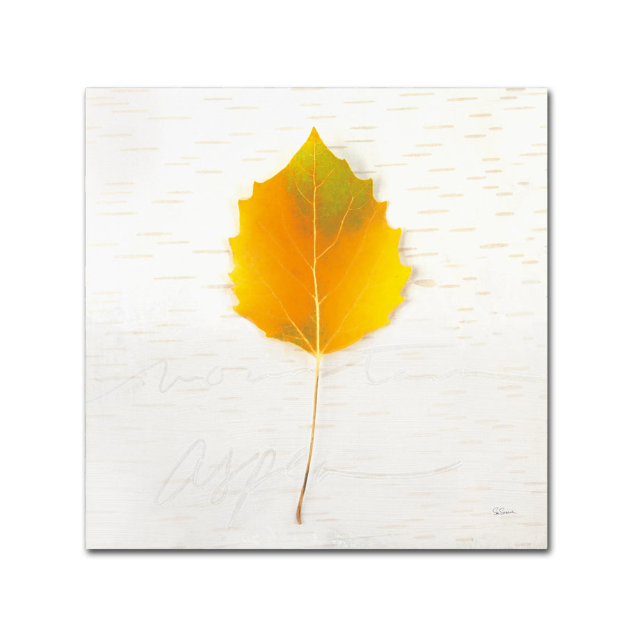 Sue Schlabach Autumn Colors III Canvas Art 24 x 24 Image 1