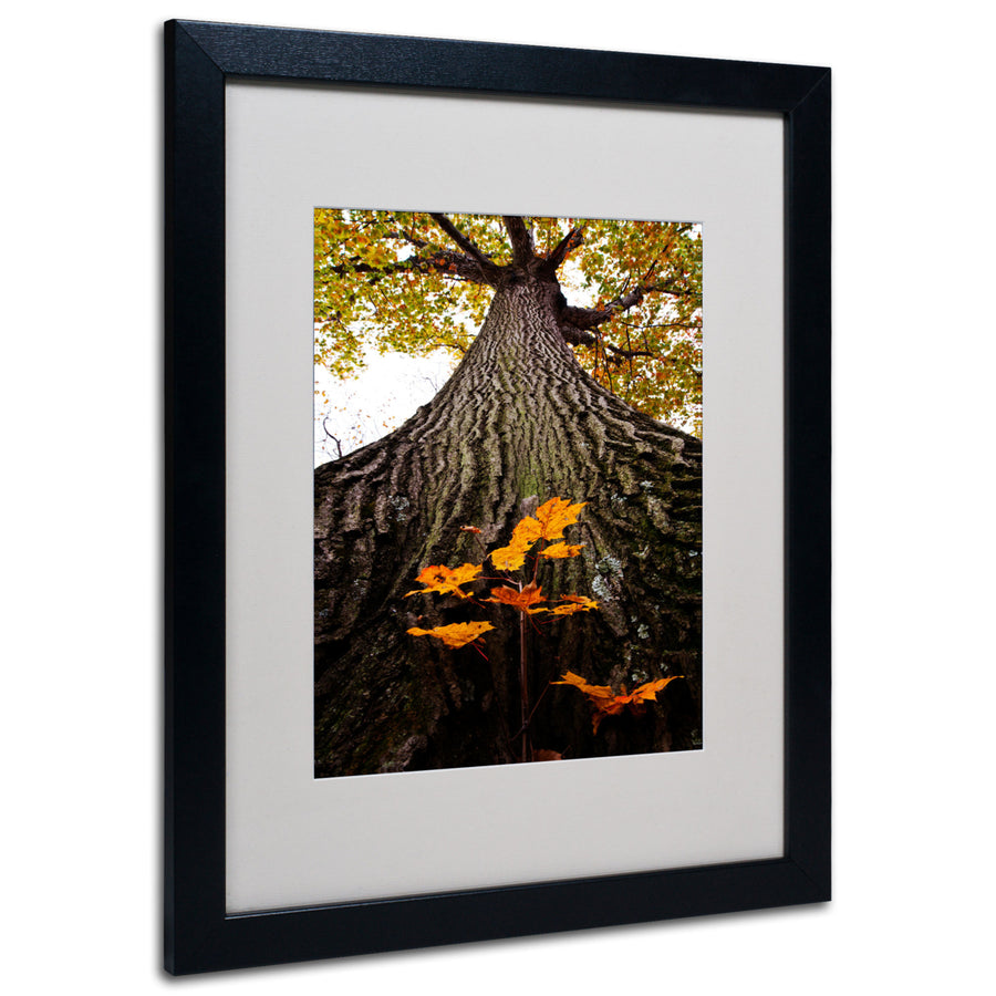 Kurt Shaffer Mighty Maple and Sapling Black Wooden Framed Art 18 x 22 Inches Image 1