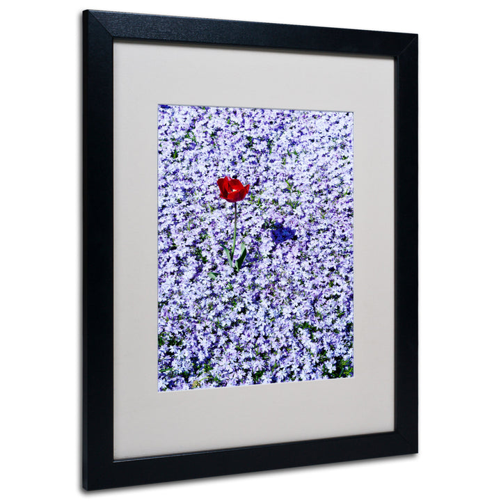 Kurt Shaffer One Red Tulip Black Wooden Framed Art 18 x 22 Inches Image 1