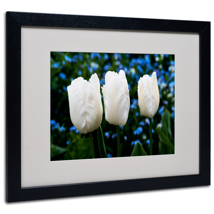 Kurt Shaffer Three Parrot Tulips Black Wooden Framed Art 18 x 22 Inches Image 1