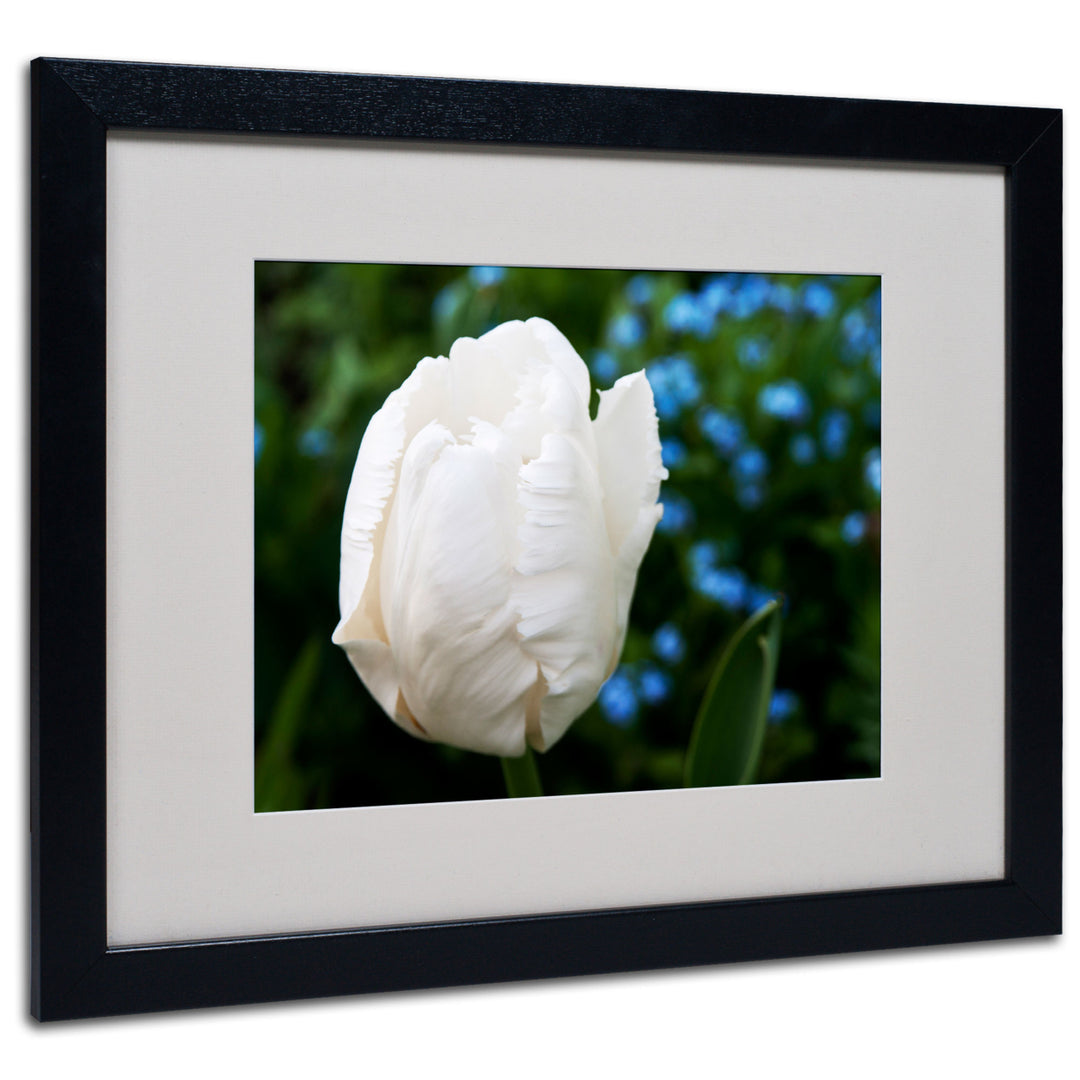 Kurt Shaffer White Parrot Tulip II Black Wooden Framed Art 18 x 22 Inches Image 1