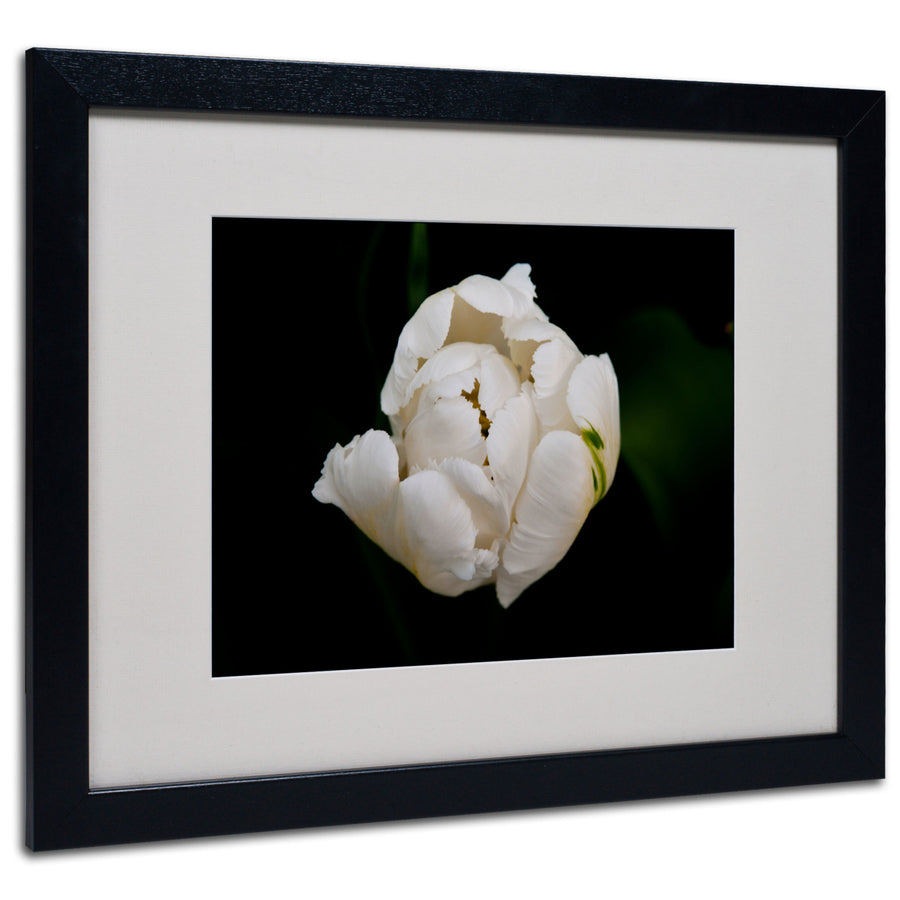 Kurt Shaffer White Parrot Tulip Black Wooden Framed Art 18 x 22 Inches Image 1