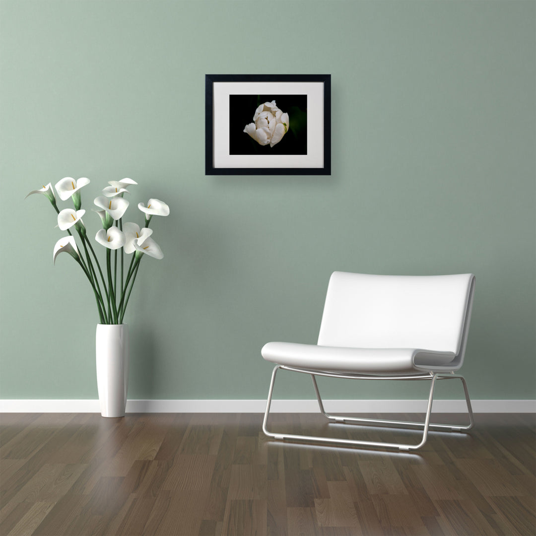Kurt Shaffer White Parrot Tulip Black Wooden Framed Art 18 x 22 Inches Image 2