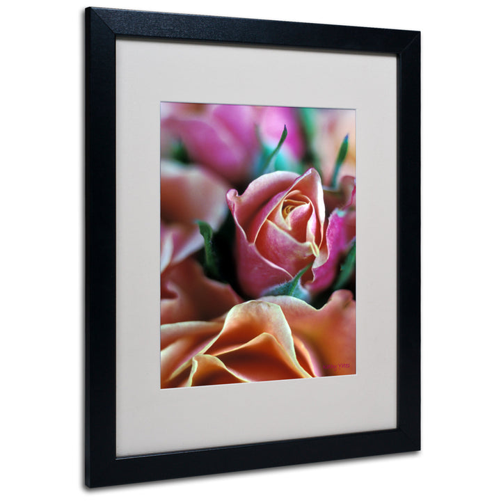Kathy Yates Mauve and Peach Roses Black Wooden Framed Art 18 x 22 Inches Image 1