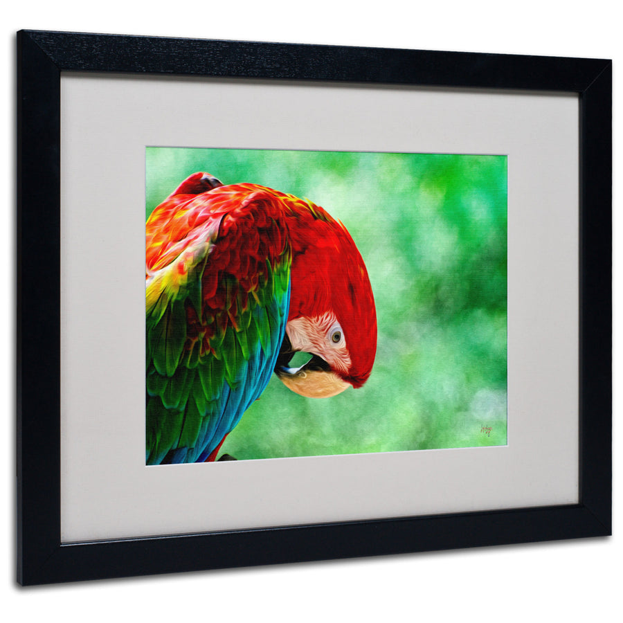 Lois Bryan Colorful Macaw Black Wooden Framed Art 18 x 22 Inches Image 1
