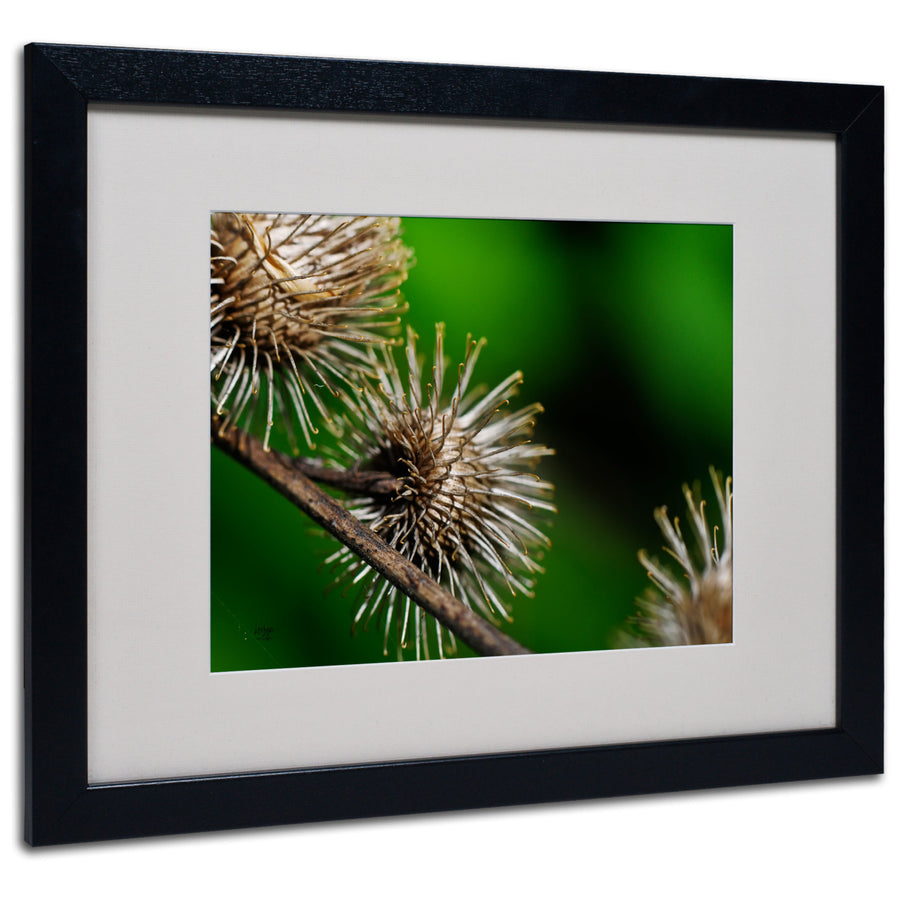 Lois Bryan Prickly Black Wooden Framed Art 18 x 22 Inches Image 1
