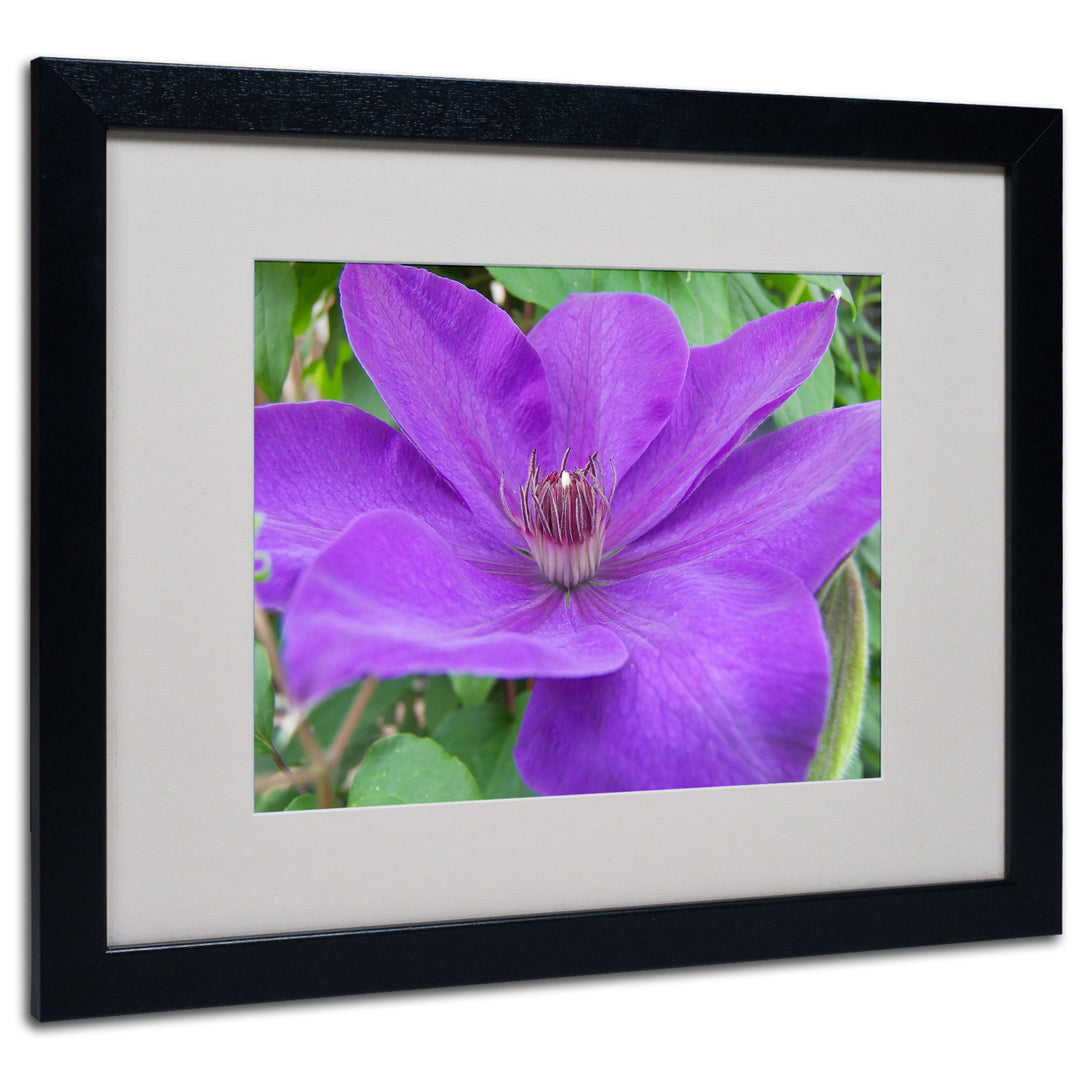 Monica Fleet Purple Flower Black Wooden Framed Art 18 x 22 Inches Image 1