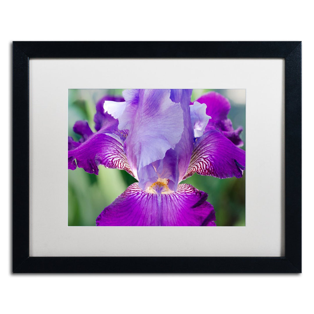 PIPA Fine Art Glowing Iris Black Wooden Framed Art 18 x 22 Inches Image 1