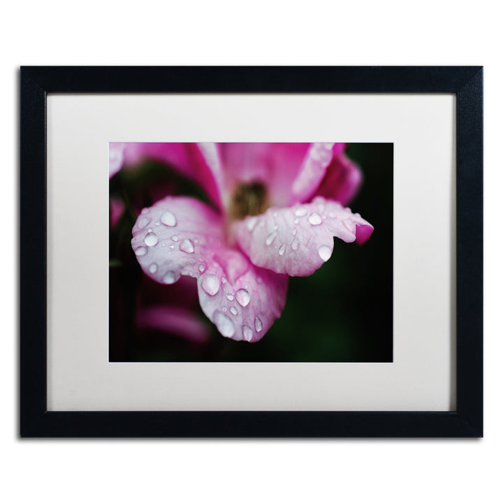 PIPA Fine Art Raindrops on Wild Rose Color Black Wooden Framed Art 18 x 22 Inches Image 1