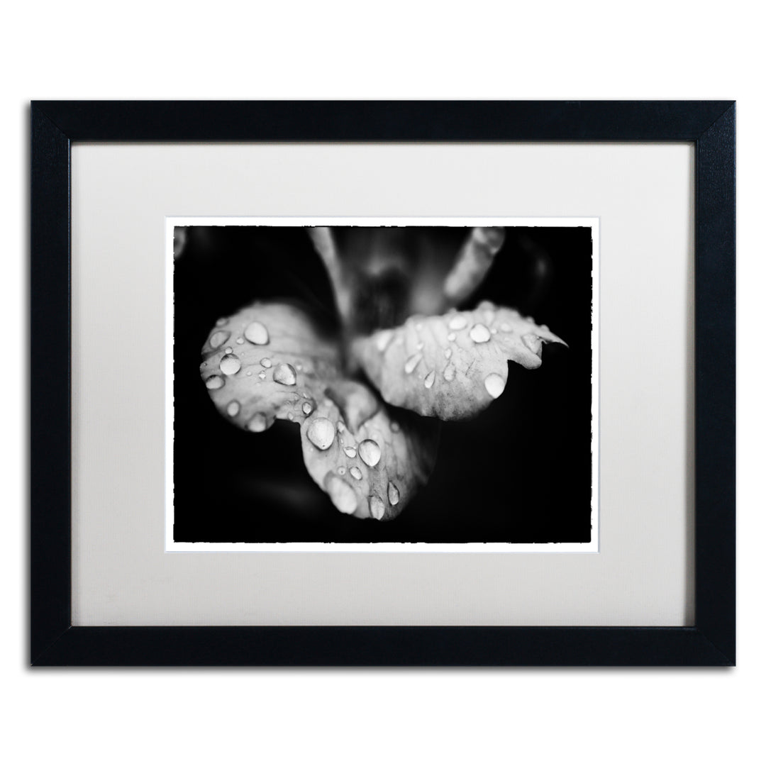 PIPA Fine Art Raindrops on Wild Rose Black Wooden Framed Art 18 x 22 Inches Image 1