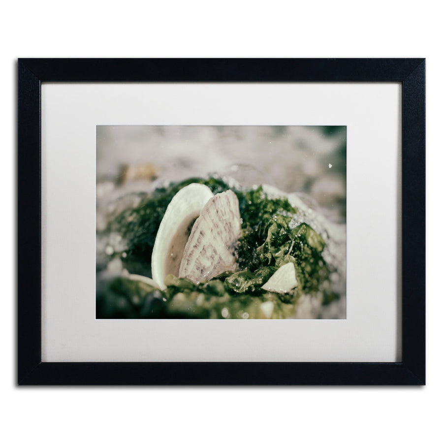 PIPA Fine Art Seaweed and Shells Black Wooden Framed Art 18 x 22 Inches Image 1