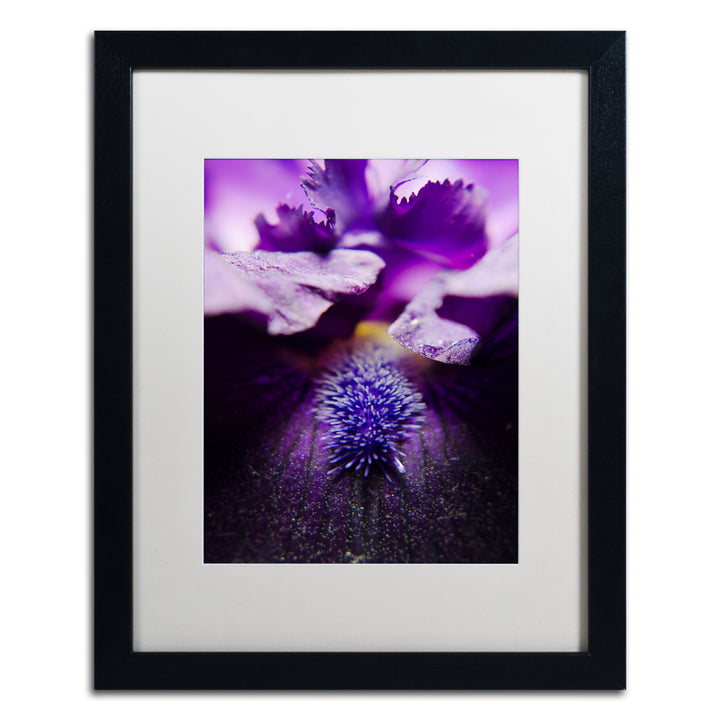 PIPA Fine Art Stigma of Iris Black Wooden Framed Art 18 x 22 Inches Image 1