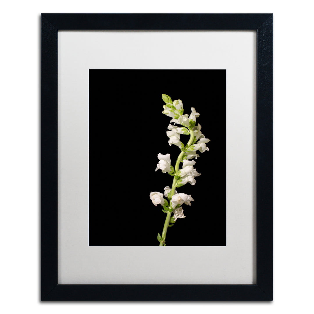 PIPA Fine Art White Snapdragons Black Wooden Framed Art 18 x 22 Inches Image 1