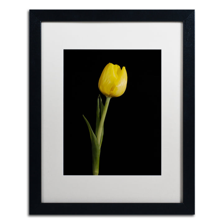 PIPA Fine Art Yellow Tulip Black Background 5 Black Wooden Framed Art 18 x 22 Inches Image 1