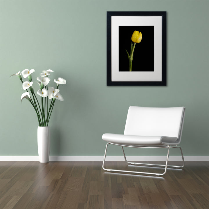 PIPA Fine Art Yellow Tulip Black Background 5 Black Wooden Framed Art 18 x 22 Inches Image 2