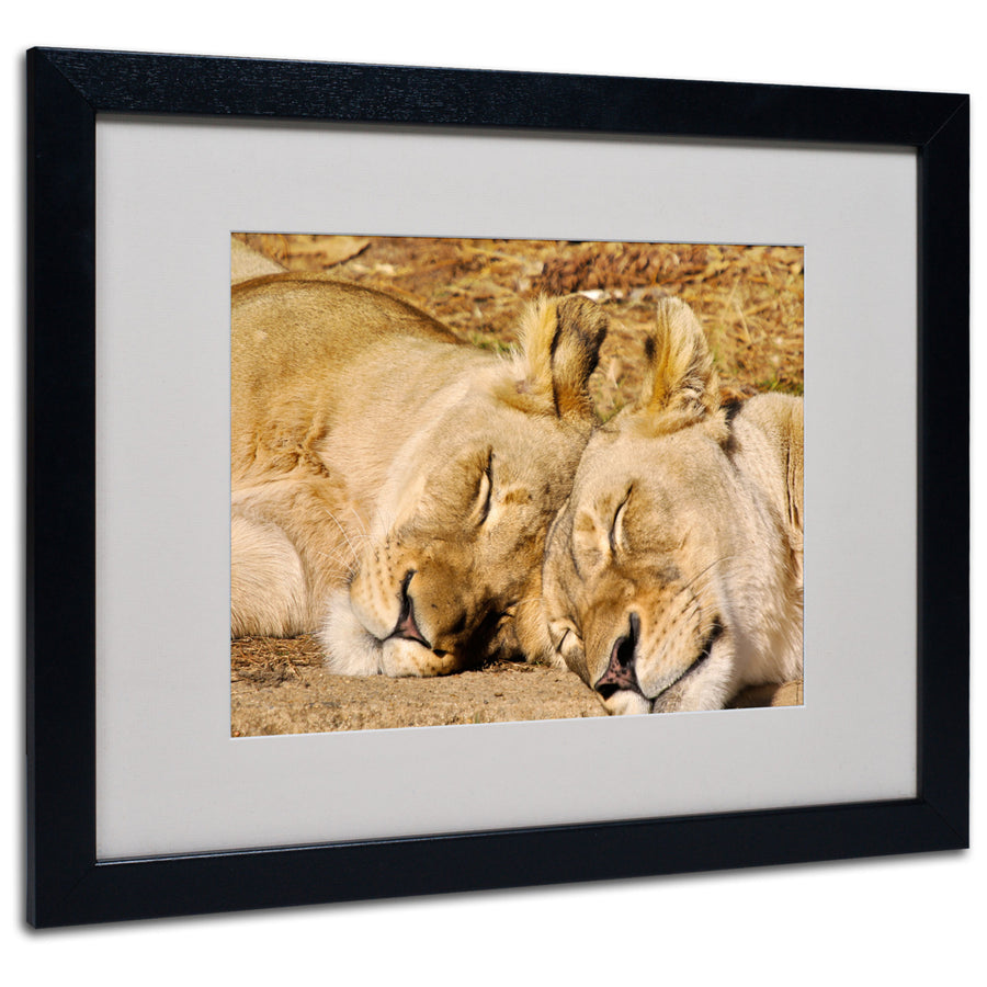 CATeyes National Zoo - Lions Black Wooden Framed Art 18 x 22 Inches Image 1
