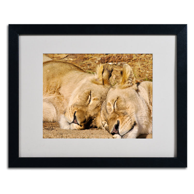 CATeyes National Zoo - Lions Black Wooden Framed Art 18 x 22 Inches Image 2