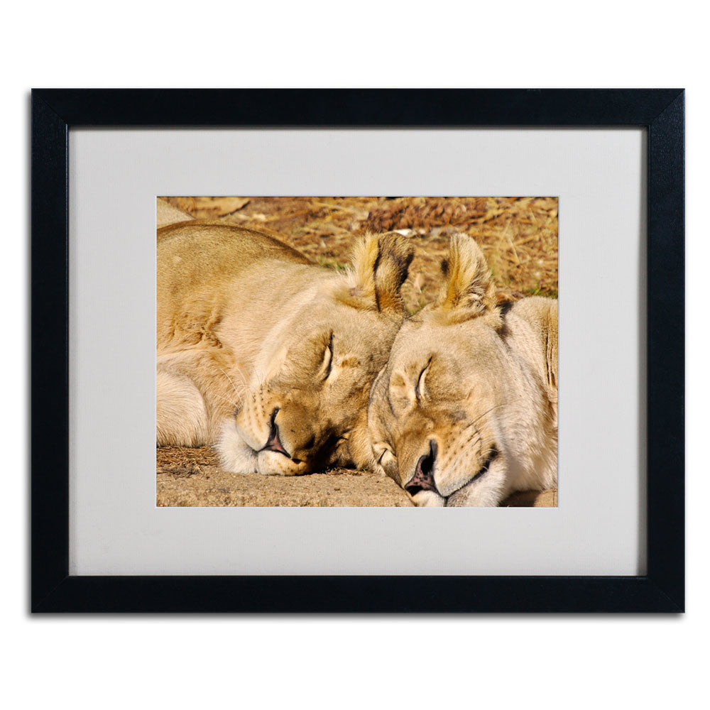 CATeyes National Zoo - Lions Black Wooden Framed Art 18 x 22 Inches Image 3