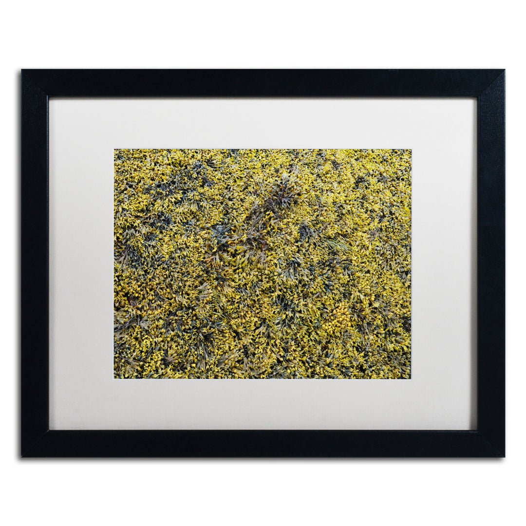 Nicole Dietz Seaweed Black Wooden Framed Art 18 x 22 Inches Image 1
