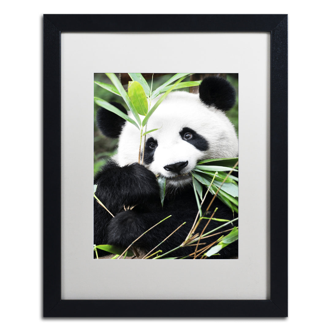 Philippe Hugonnard Giant Panda I Black Wooden Framed Art 18 x 22 Inches Image 1