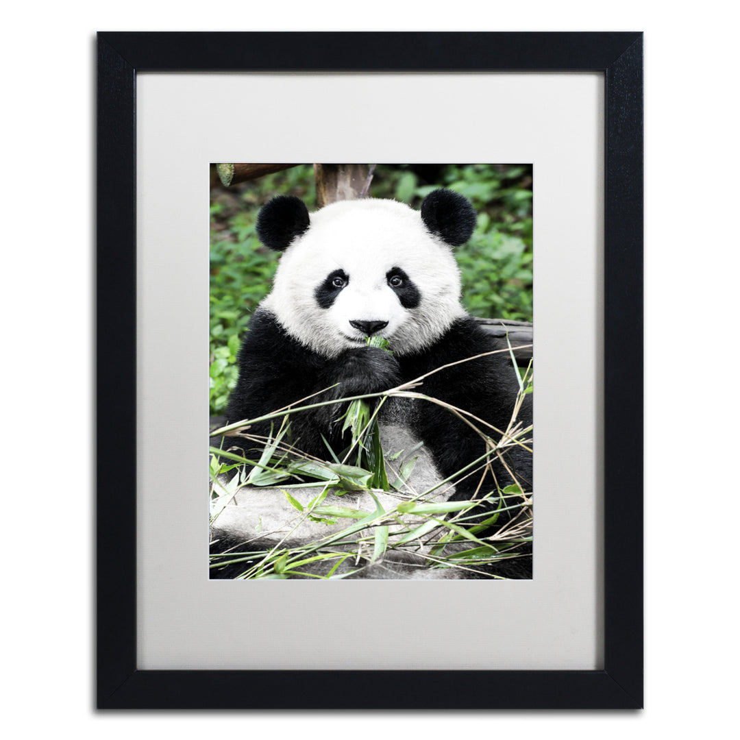 Philippe Hugonnard Giant Panda Black Wooden Framed Art 18 x 22 Inches Image 1