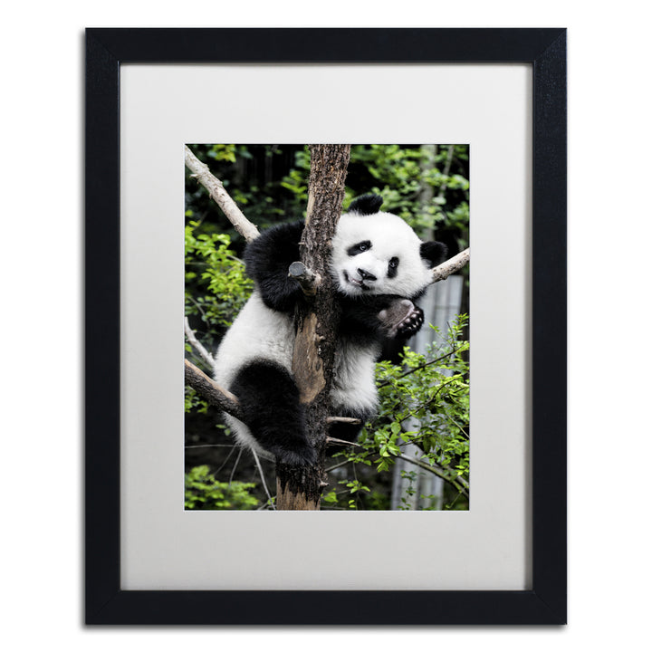 Philippe Hugonnard Giant Panda II Black Wooden Framed Art 18 x 22 Inches Image 1