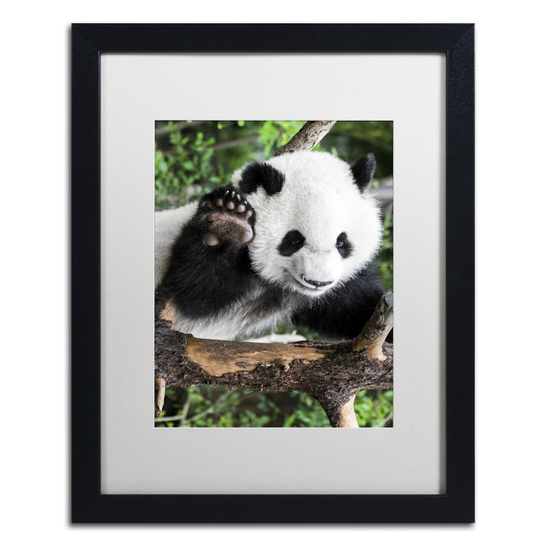 Philippe Hugonnard Giant Panda V Black Wooden Framed Art 18 x 22 Inches Image 1