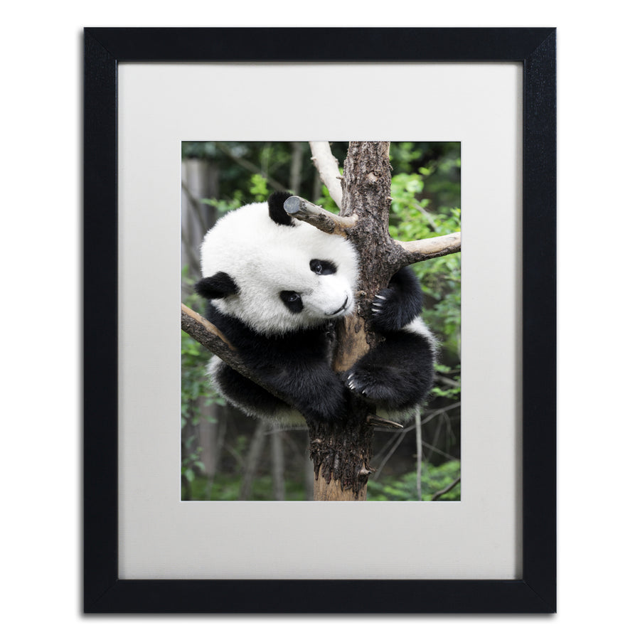 Philippe Hugonnard Giant Panda IV Black Wooden Framed Art 18 x 22 Inches Image 1