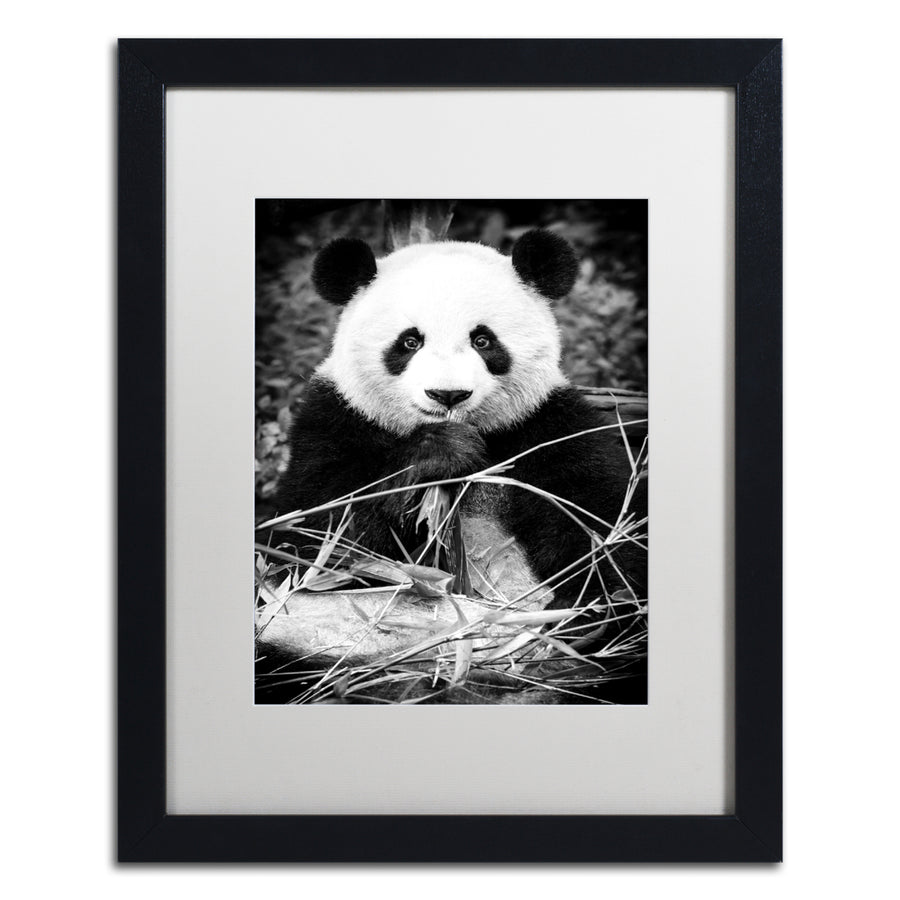 Philippe Hugonnard Panda Black Wooden Framed Art 18 x 22 Inches Image 1