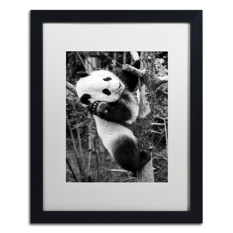 Philippe Hugonnard Panda II Black Wooden Framed Art 18 x 22 Inches Image 1