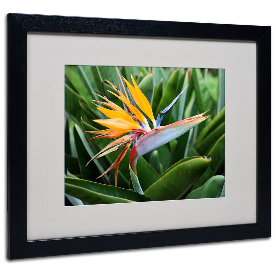 Pierre Leclerc Bird of Paradise Black Wooden Framed Art 18 x 22 Inches Image 1