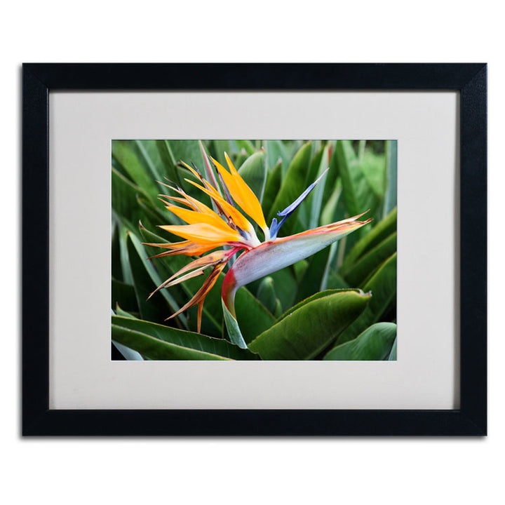 Pierre Leclerc Bird of Paradise Black Wooden Framed Art 18 x 22 Inches Image 2