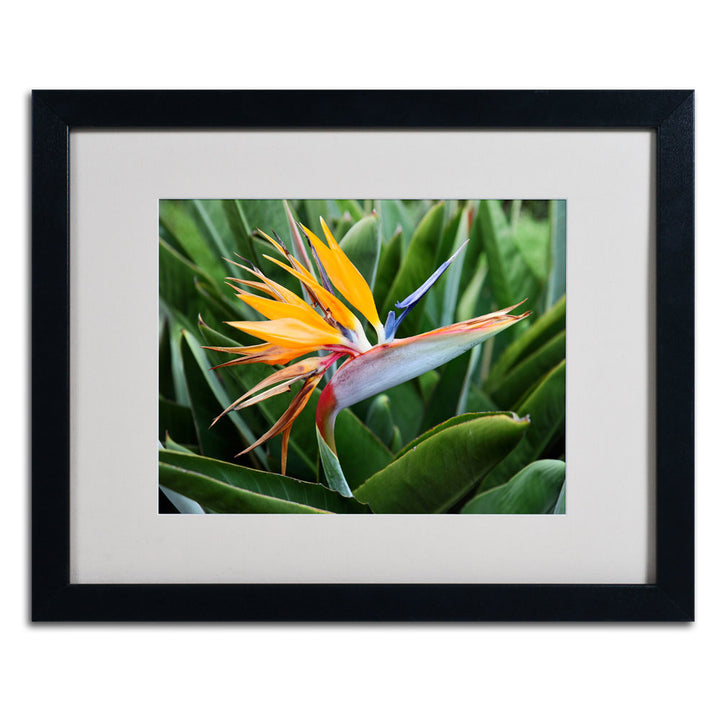 Pierre Leclerc Bird of Paradise Black Wooden Framed Art 18 x 22 Inches Image 3