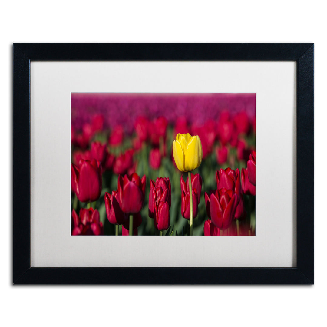 Pierre Leclerc Yellow Tulip Black Wooden Framed Art 18 x 22 Inches Image 1