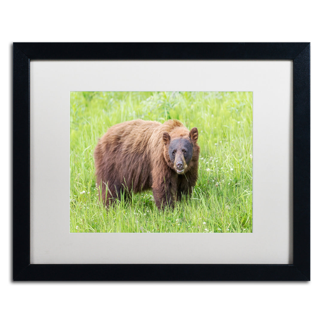 Pierre Leclerc Cinnamon Bear Black Wooden Framed Art 18 x 22 Inches Image 1