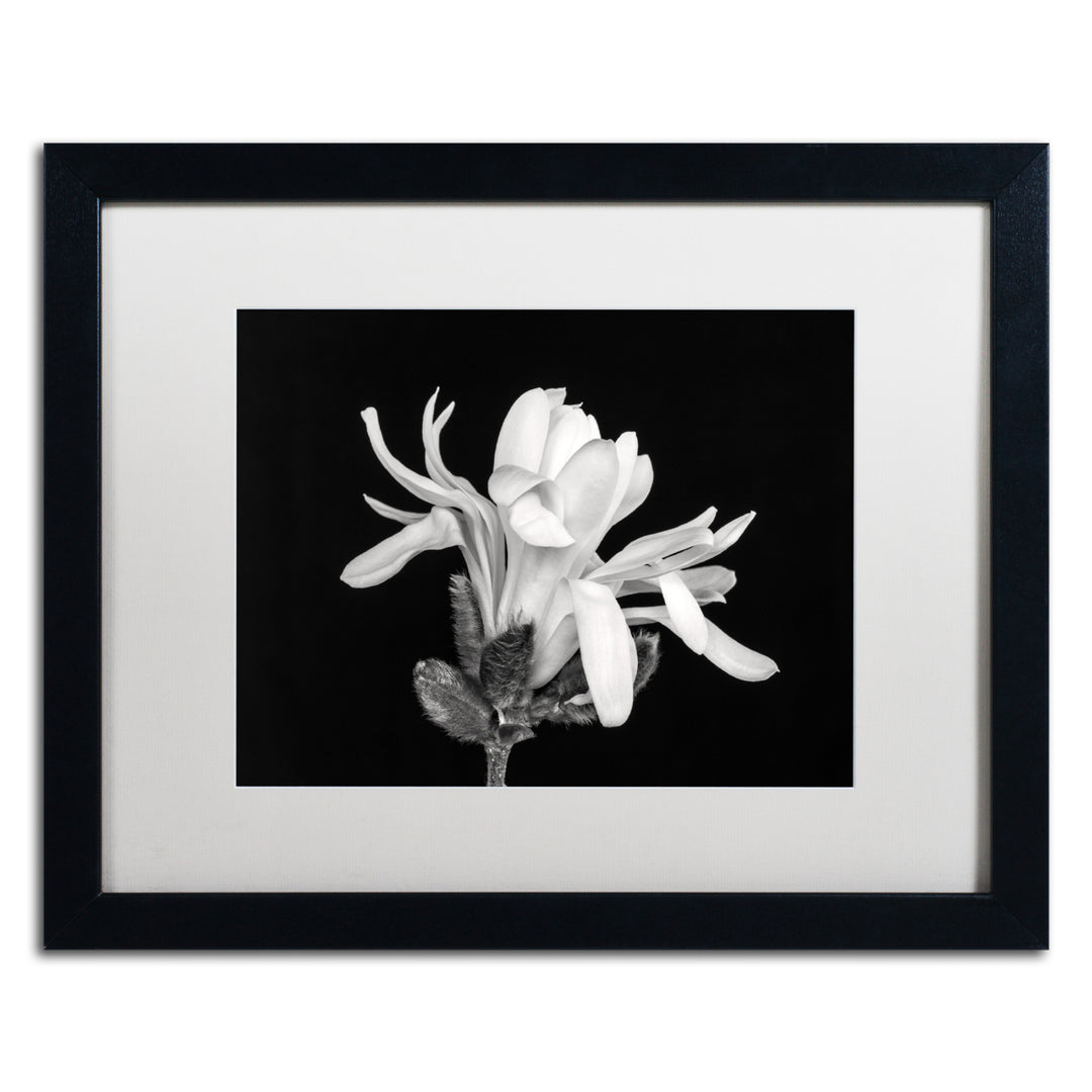 Pierre Leclerc Magnolia Flower Black Wooden Framed Art 18 x 22 Inches Image 1