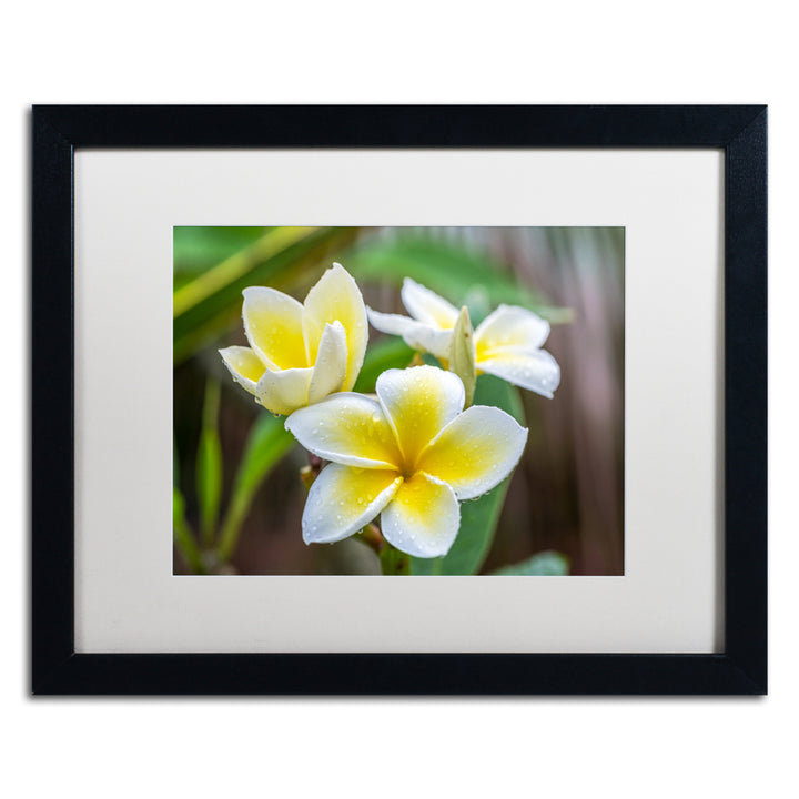 Pierre Leclerc Plumeria in the Rain Black Wooden Framed Art 18 x 22 Inches Image 1