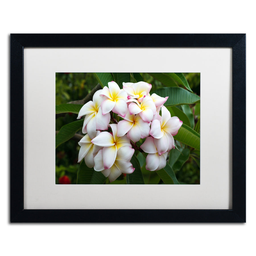 Pierre Leclerc Plumeria Black Wooden Framed Art 18 x 22 Inches Image 1