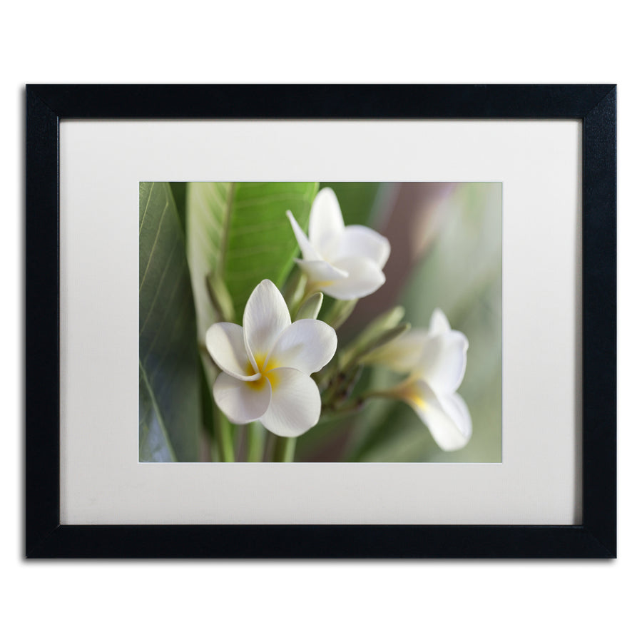 Pierre Leclerc Plumeria Bloom Black Wooden Framed Art 18 x 22 Inches Image 1