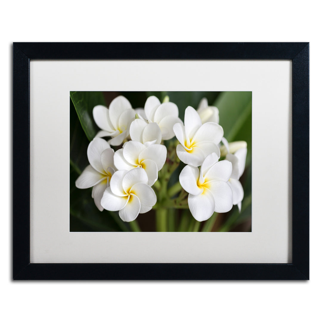 Pierre Leclerc Plumeria Flowers Black Wooden Framed Art 18 x 22 Inches Image 1