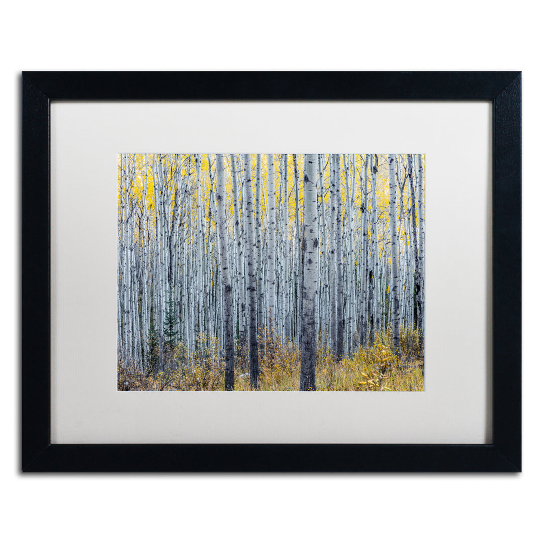 Pierre Leclerc Forest of Aspen Trees Black Wooden Framed Art 18 x 22 Inches Image 1