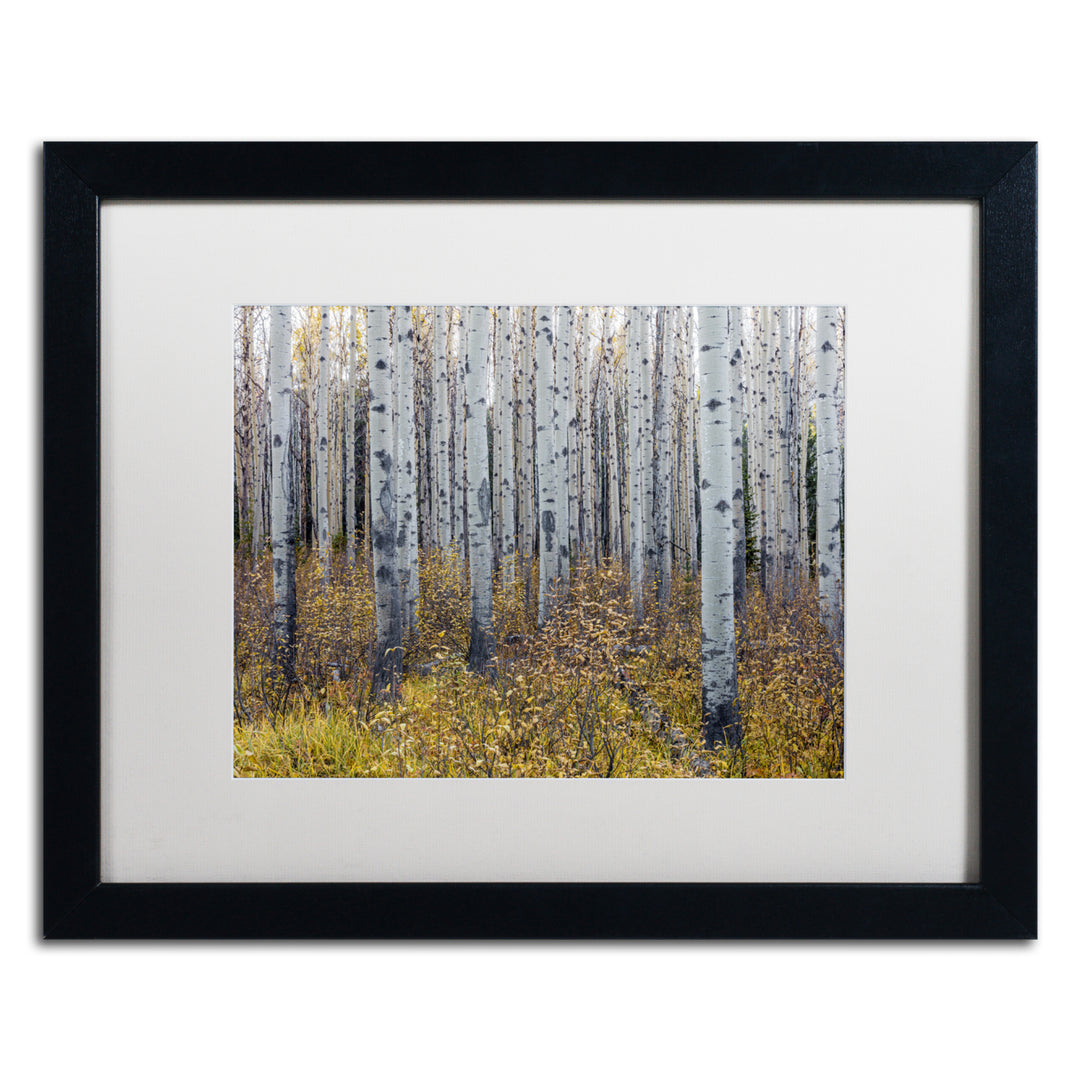 Pierre Leclerc Aspen Trees in Autumn Black Wooden Framed Art 18 x 22 Inches Image 1