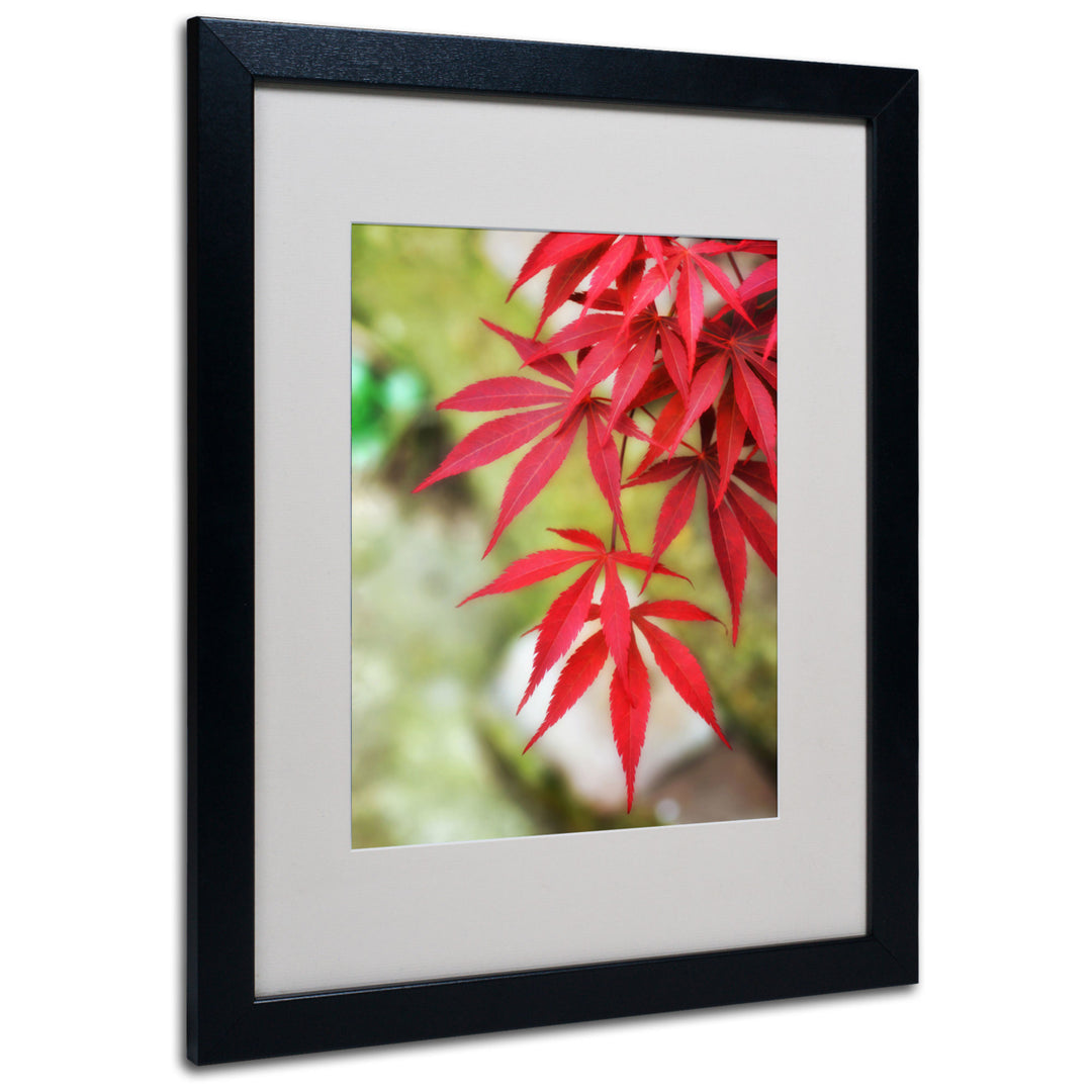 Philippe Sainte-Laudy Japanese Maple Black Wooden Framed Art 18 x 22 Inches Image 1