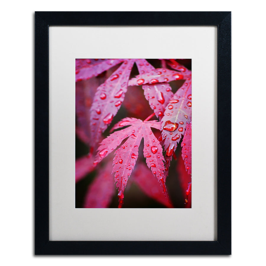 Philippe Sainte-Laudy Red Maple Leaves Black Wooden Framed Art 18 x 22 Inches Image 1