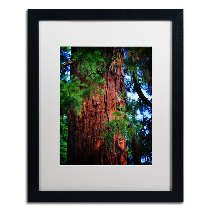 Philippe Sainte-Laudy Giant Sequoia Black Wooden Framed Art 18 x 22 Inches Image 1