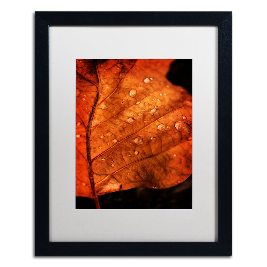 Philippe Sainte-Laudy Autumn Droplets Black Wooden Framed Art 18 x 22 Inches Image 1