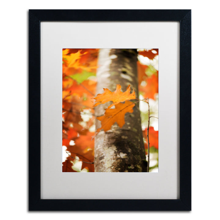 Philippe Sainte-Laudy Oak in Autumn Black Wooden Framed Art 18 x 22 Inches Image 1